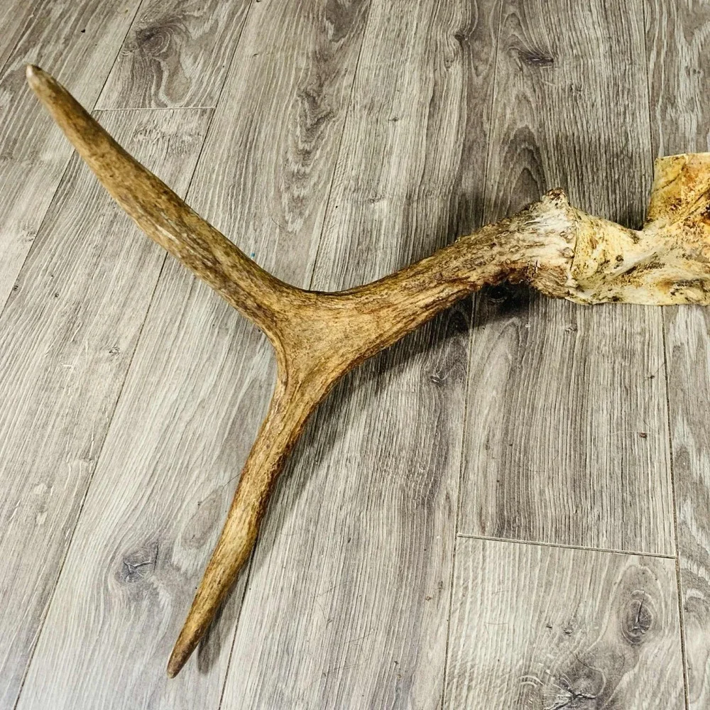 Naturally Shed Wild Moose Antler (Horn, Knife, Carving, Chew, Taxidermy) Full - Picture 10 of 10